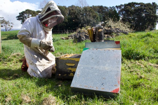 养蜂人在春天检查蜂箱图片下载