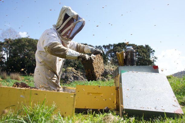 商业养蜂人在春天工作图片下载