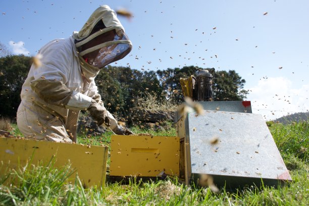 养蜂人在春天打开蜂巢图片下载