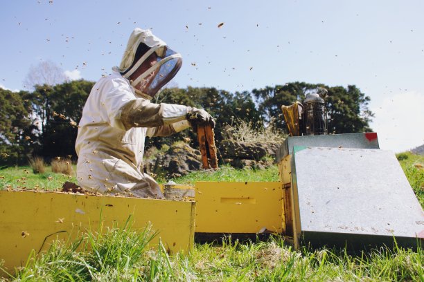 商业养蜂人在春天工作图片下载