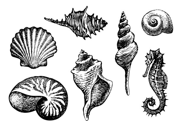 设置手绘贝壳各种形状图片下载