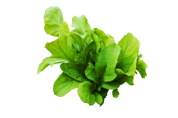 新鲜芝麻菜沙拉，单独图片下载