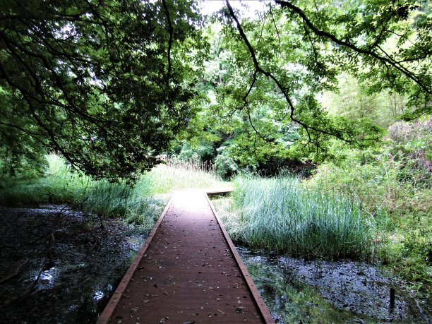 日本。五月公园沼泽上的木桥。图片下载