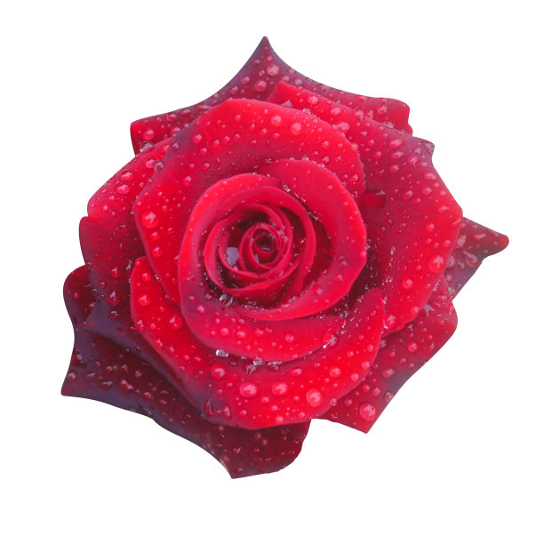 微距照片红玫瑰与花瓣上滴白色孤立的背景。图片下载