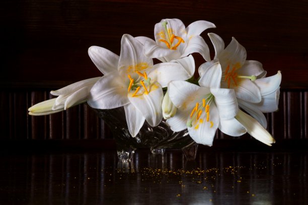 白圣母百合，白百合图片下载