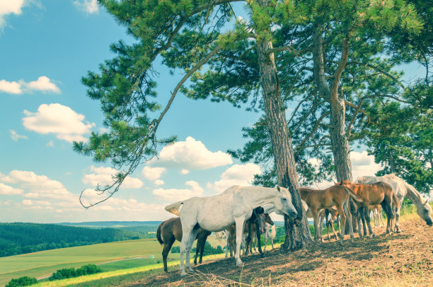 阿拉伯马-马场中的母马和小马驹图片下载