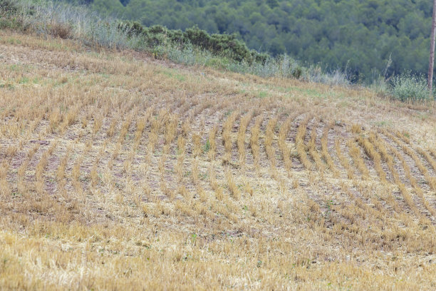 庄稼收割后，麦田继续播种图片下载