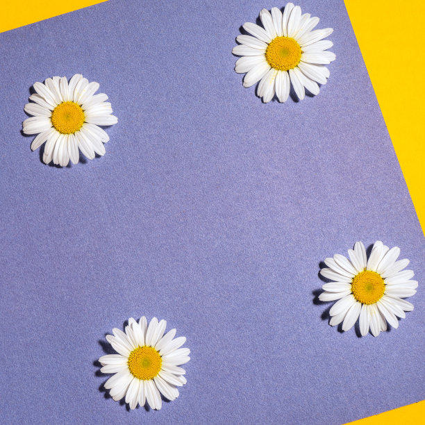 明亮的背景与洋甘菊。黄蓝背景上的黛西。平躺图片下载