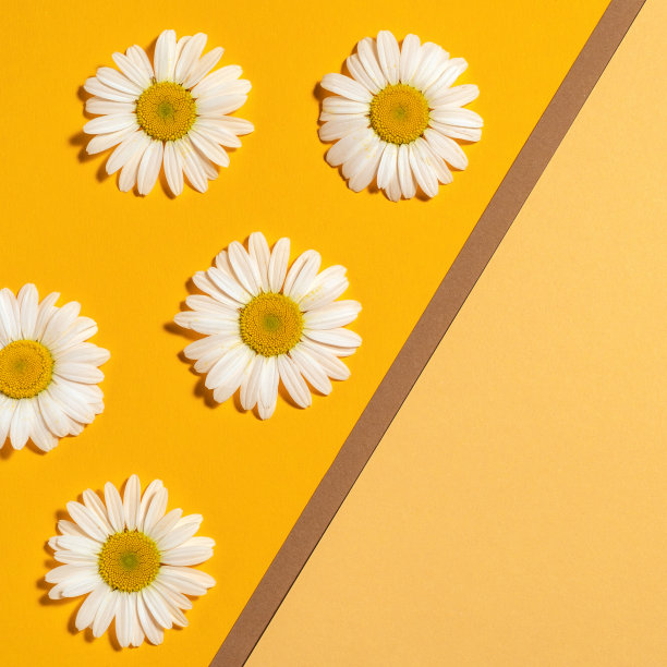 明亮的背景与甘菊。黄色背景上的黛西。平躺图片下载