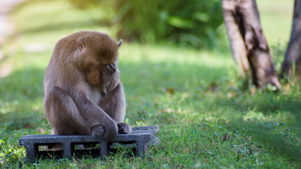老猴子坐在砖上想着什么，在绿色的背景下悲伤或沮丧图片下载