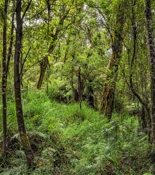 澳大利亚的一种森林，主要由各种类型的桉树组成。图片下载