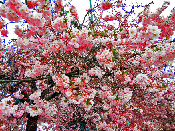 美丽的花树在巴亚Mare图片下载