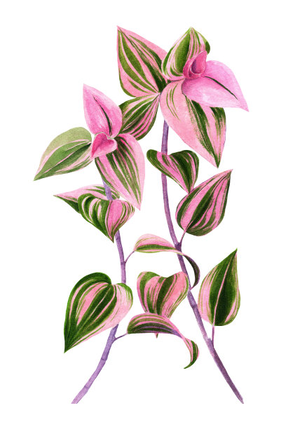 叶子。白色背景上的装饰性构图。花卉图案。使用印刷材料，标志，物品，网站，地图，海报，明信片，包装。图片下载