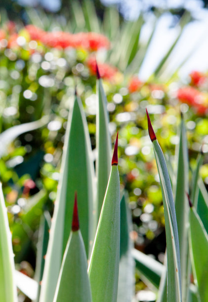 叶子，花和刺图片下载