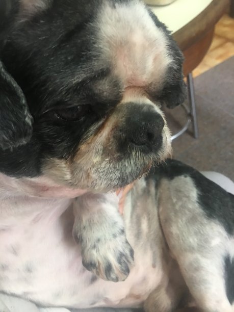 狗自知图片下载