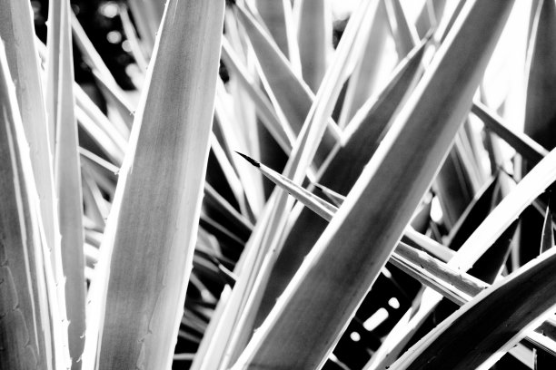 叶子，花和刺图片下载