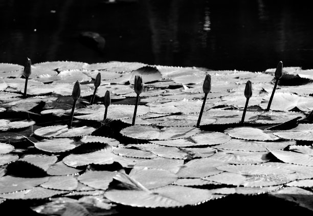 维多利亚导演图片下载