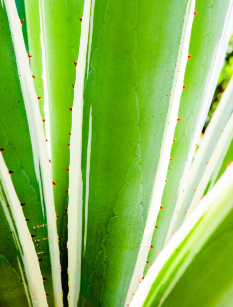 叶、花、刺图片下载