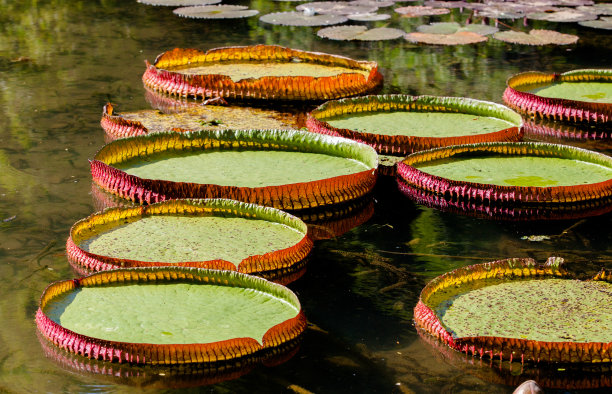 维多利亚导演图片下载