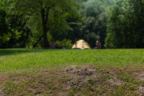 黄色的帐篷在远处的草山下的树下，一家人扎营图片下载
