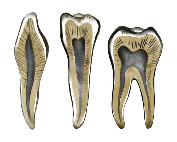 水彩手画牙齿。用于海报，卡片，传单，牙科，教育图片下载