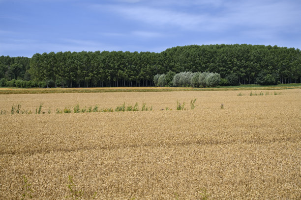 麦田景观图片下载