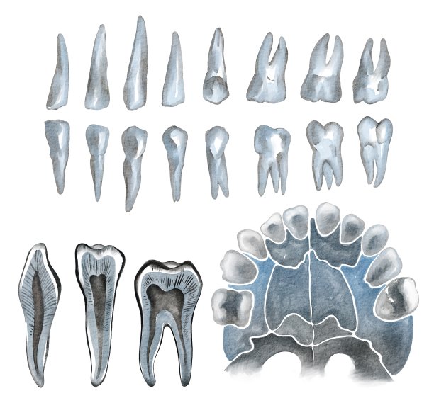 水彩手画颚与牙齿收集集。用于海报，卡片，传单，牙科，教育图片下载