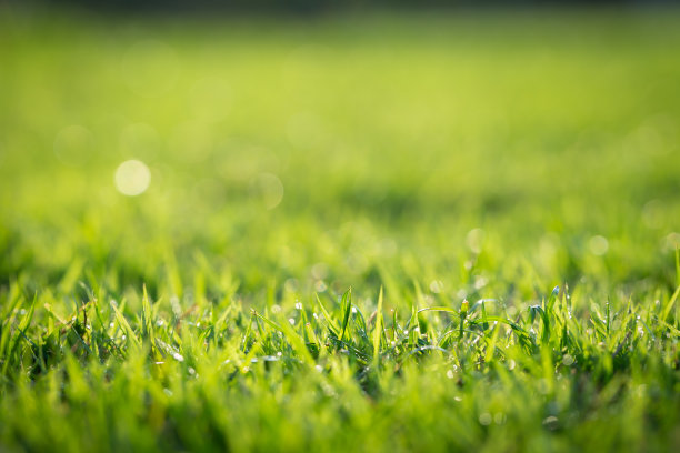 草坪的背景图片。(模糊焦点)图片下载