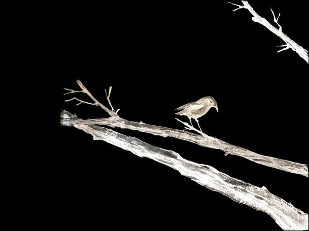 粉笔画燕子在树枝孤立的黑色背景。图片下载