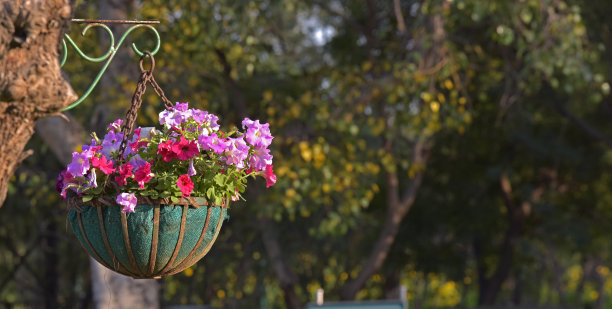 多色的冬季花束牵牛花挂在树上图片下载