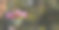 多色的冬季花束牵牛花挂在树上图片下载