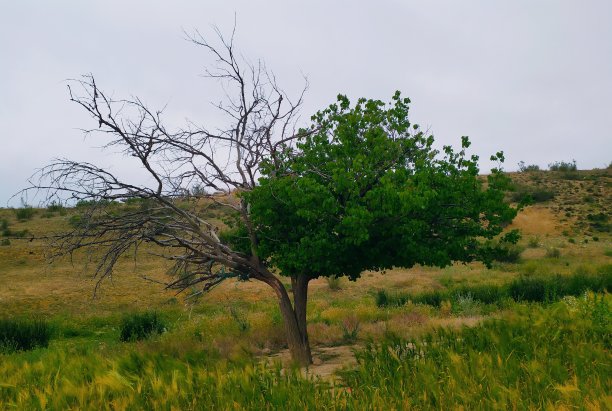 双面树图片下载