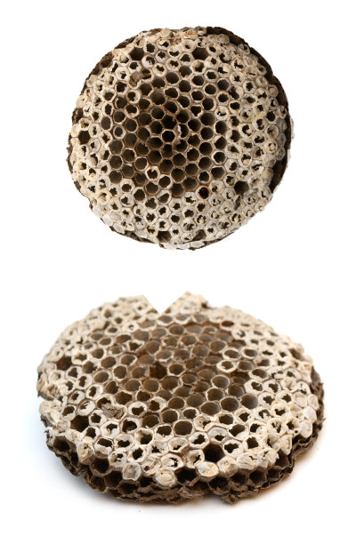 白底黄蜂巢图片下载
