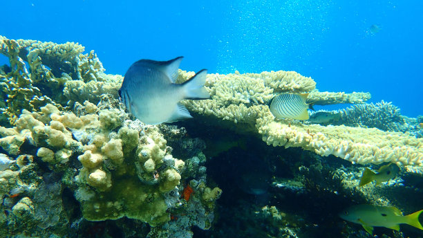 三角蝶鱼或V线蝶鱼（Chaetodon trifascialis），红海海底图片下载