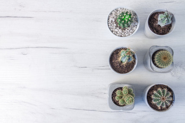 俯视图一个木制的桌子和几个仙人掌图片下载