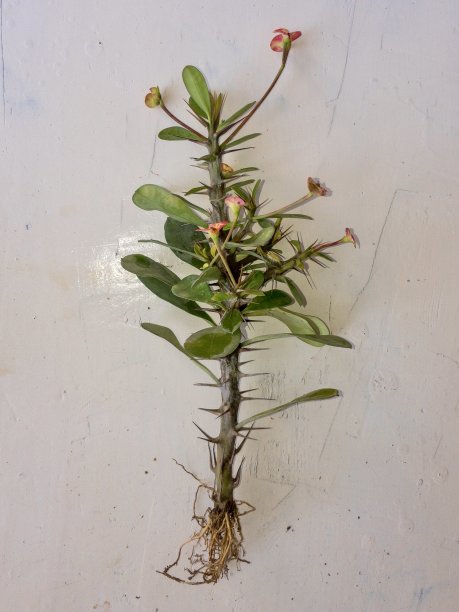 一种有根和花的带刺植物的冠图片下载