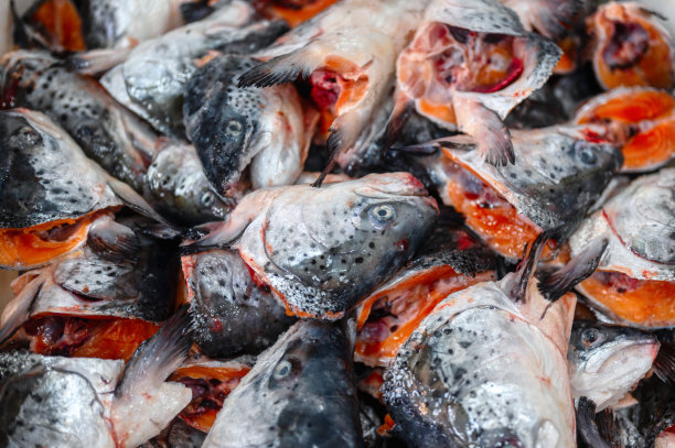 许多人砍掉了鳟鱼和鲑鱼的头，特写。头堆在一大堆图片下载