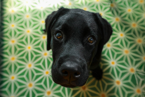 拉布拉多犬睁大眼睛盯着镜头图片下载