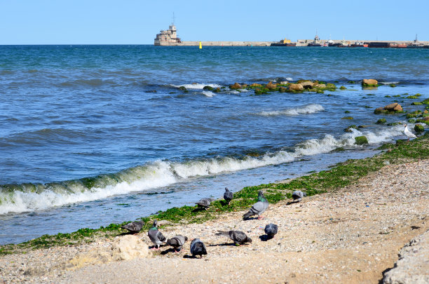 这是一张美丽的大海照片，背景是古老的灯塔和蓝天，前景是在海滩上散步的鸟儿图片下载