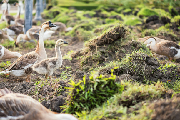 鹅一家在日出时在草坪上吃草图片下载