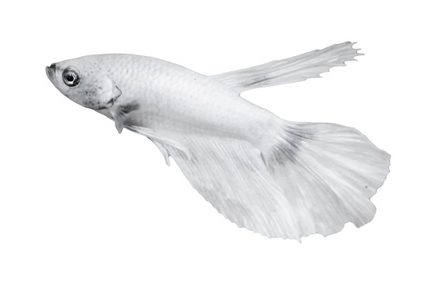 白色斗鱼，孤立在白色背景。适用于设计库存对象。剪下图片下载