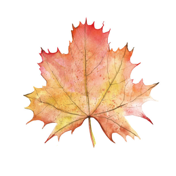 秋天的枫叶图片下载