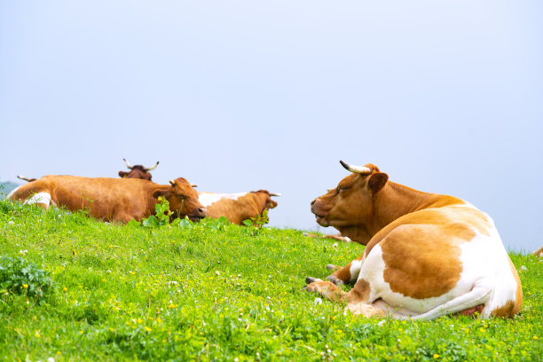 躺在山上草原上的牛图片下载