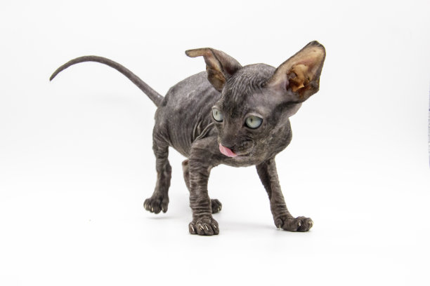 美丽的灰色Sphynx小猫移动在白色的背景。图片下载