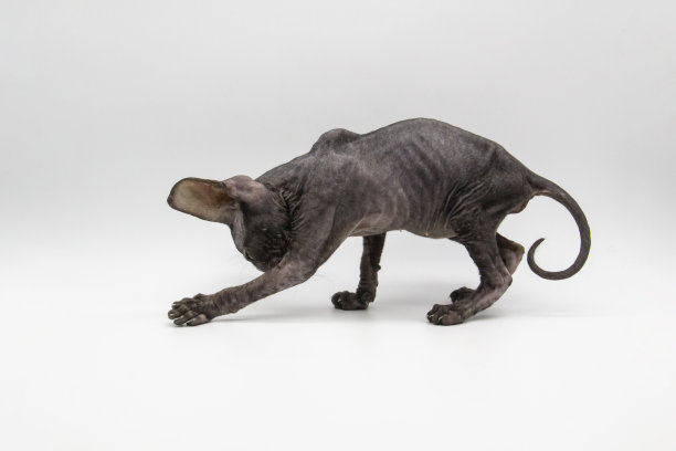 美丽的灰色斯芬克斯小猫在白色的背景上玩耍。图片下载