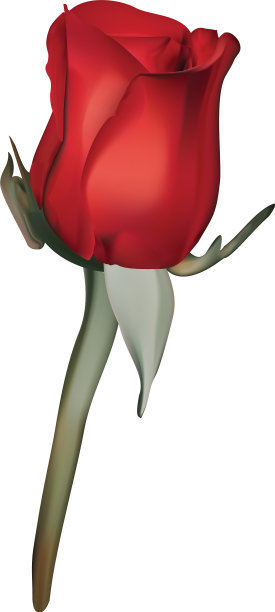 玫瑰标志或象征图片下载