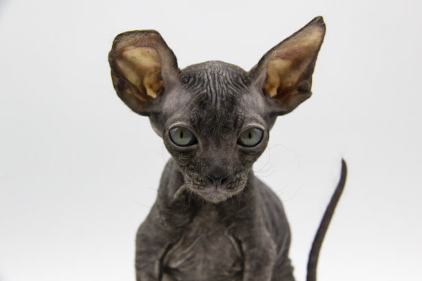 美丽的灰色Sphynx小猫背景。镜头前的小斯芬克斯猫图片下载