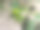 在花盆里生长的小番茄是绿色的。居家园艺的照片，选择性聚焦图片下载