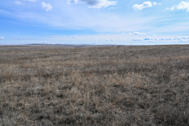 沙漠草原、灌木、草地和多云的天空。春天。图片下载