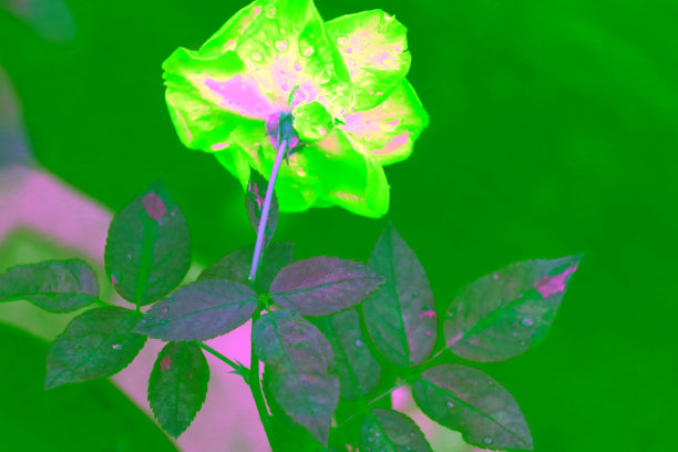 新鲜的玫瑰图片下载